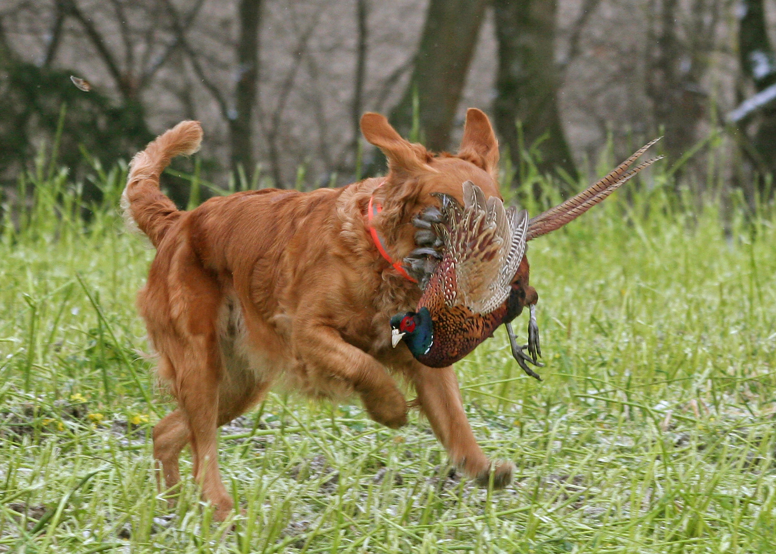 Puma mit lebendem Fasan