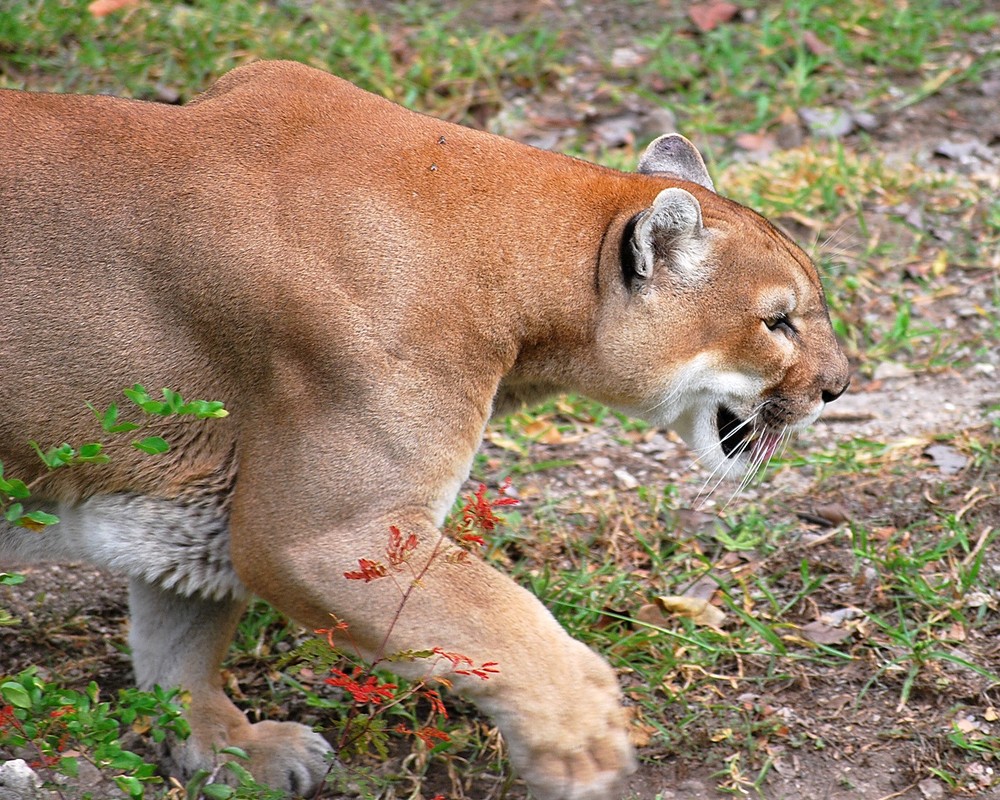 Puma - nicht Adidas