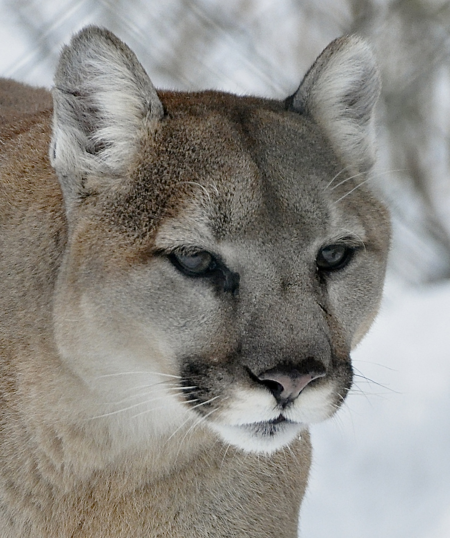 Puma Portrait