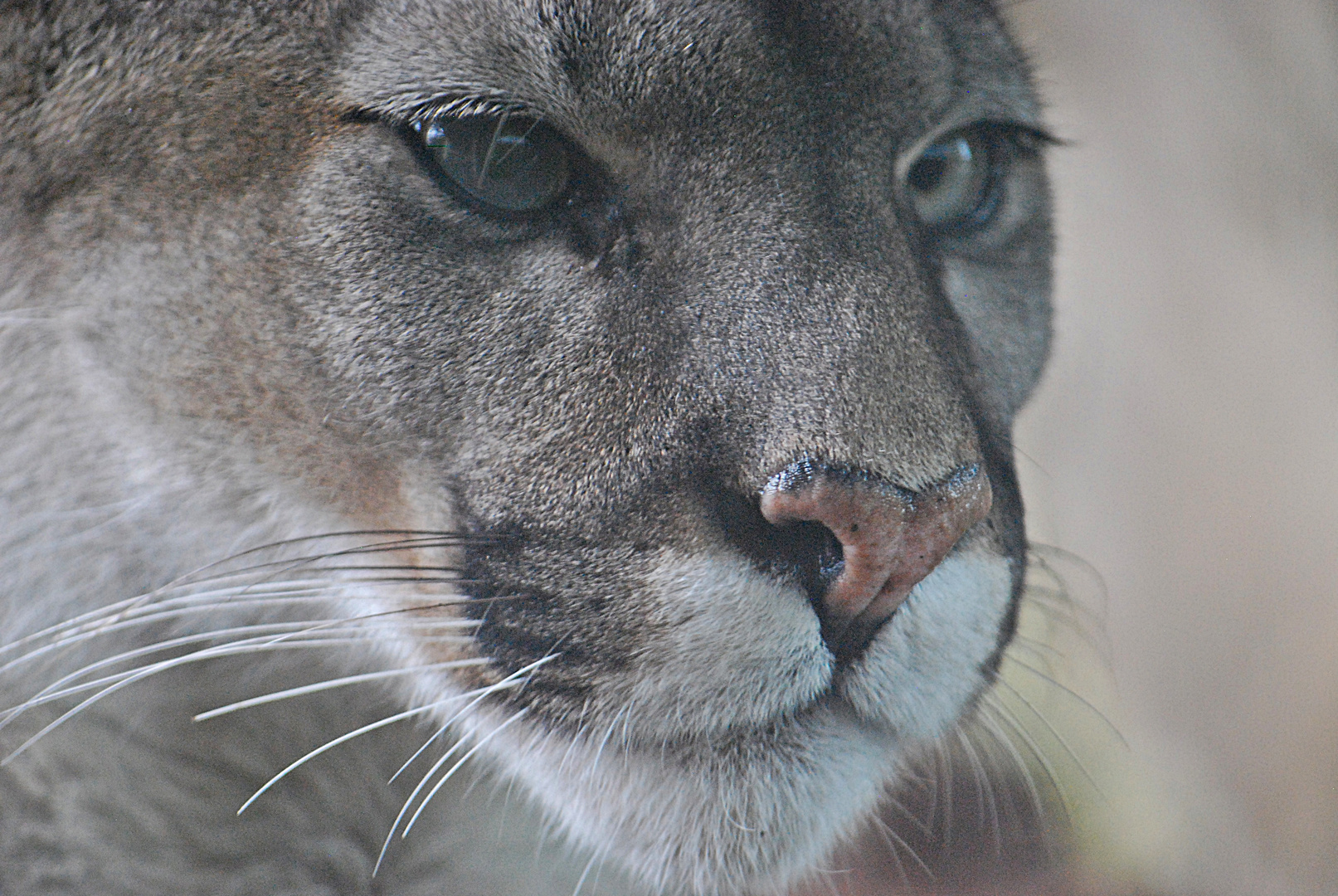 Puma-Portrait...