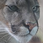 Puma-Portrait...