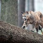 Puma schleicht sich an