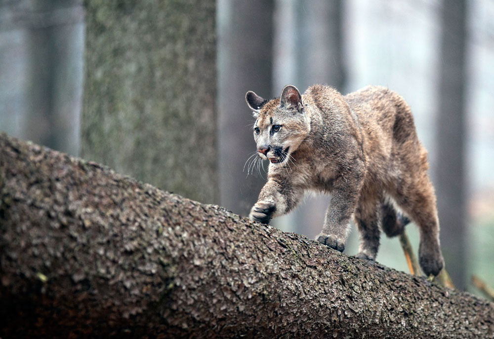 Puma schleicht sich an