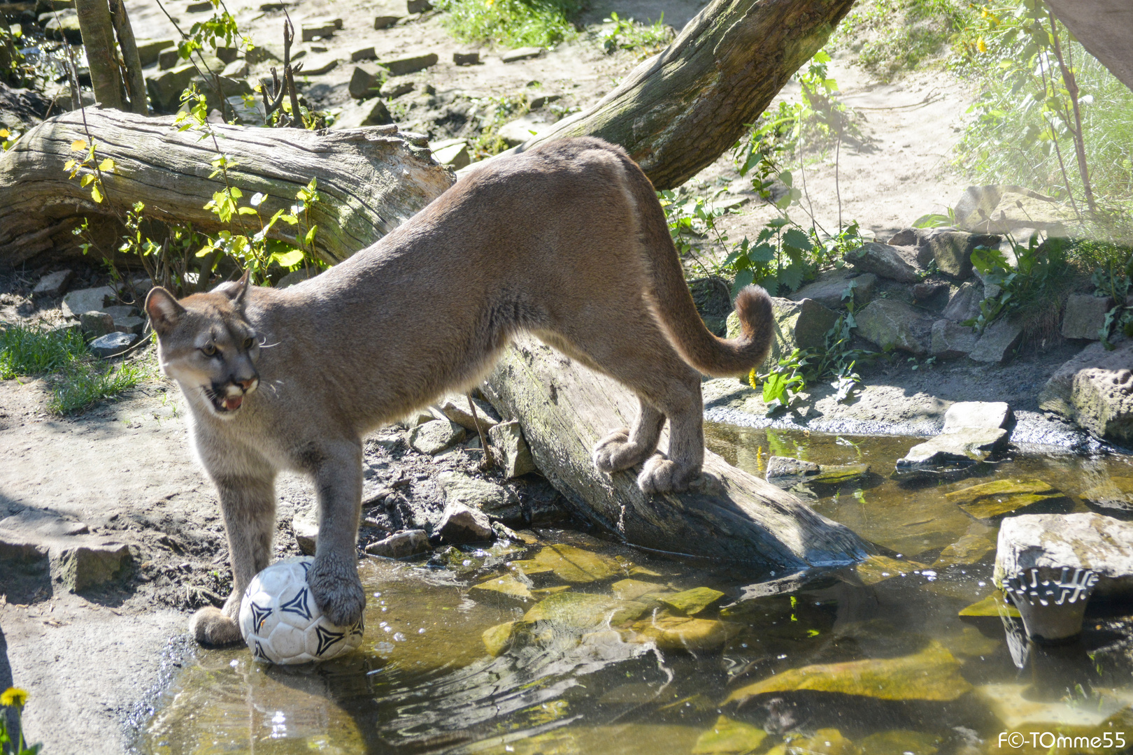 "Puma spielt Fußball" oder "Puma trifft auf Adidas"