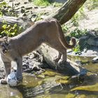 "Puma spielt Fußball" oder "Puma trifft auf Adidas"