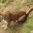 Puma Tierpark - Herberstein