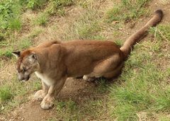 Puma Tierpark - Herberstein