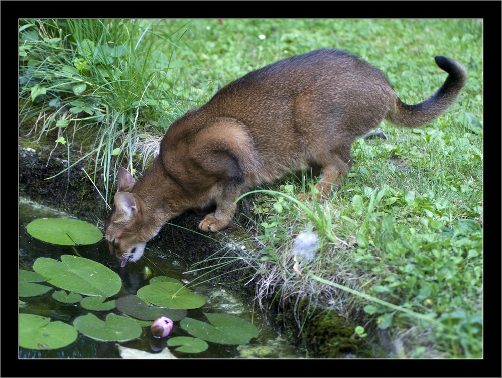 Puma trinkt