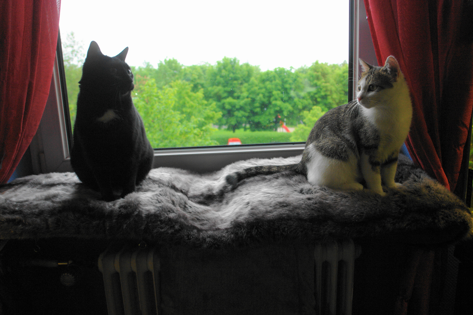 Puma und Susi haben einen neuen Fensterliegeplatz bekommen