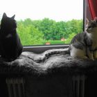 Puma und Susi haben einen neuen Fensterliegeplatz bekommen