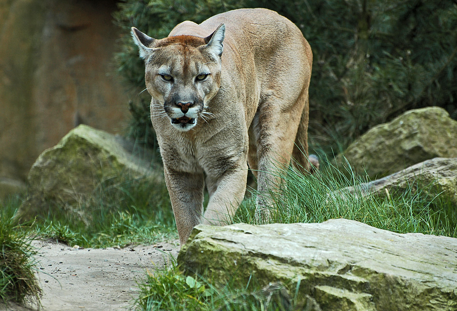 Puma vor Angriff auf Fotografen (oder so ähnlich)