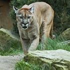 Puma vor Angriff auf Fotografen (oder so ähnlich)