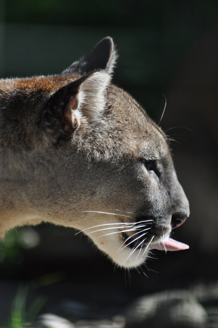 Puma - wenn einem die Zoobesucher auf den Geist gehen *g*