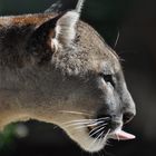 Puma - wenn einem die Zoobesucher auf den Geist gehen *g*