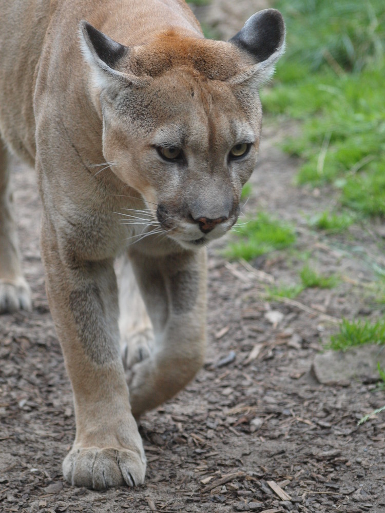 Pumaportrait