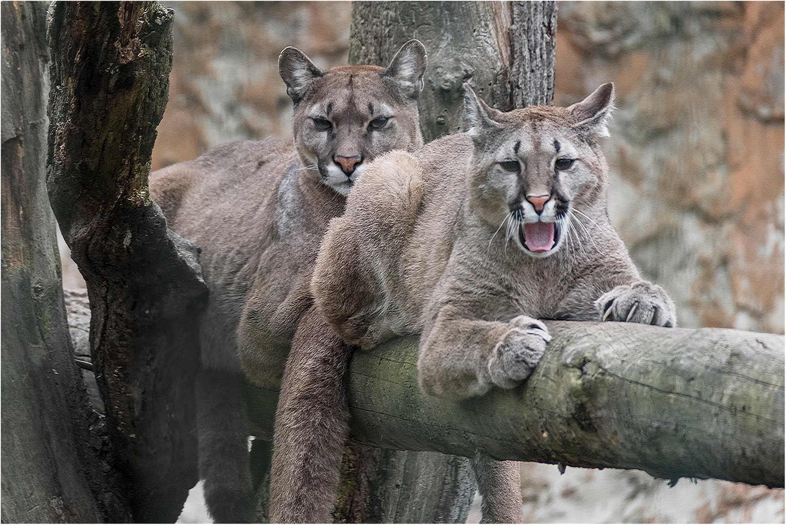 Pumas