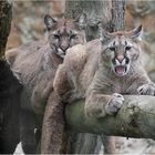 Pumas