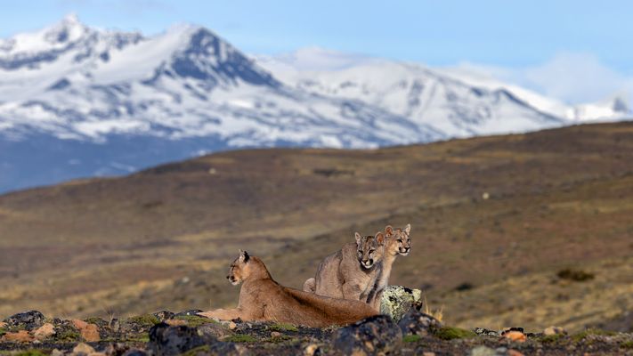 Pumas in Patagonien
