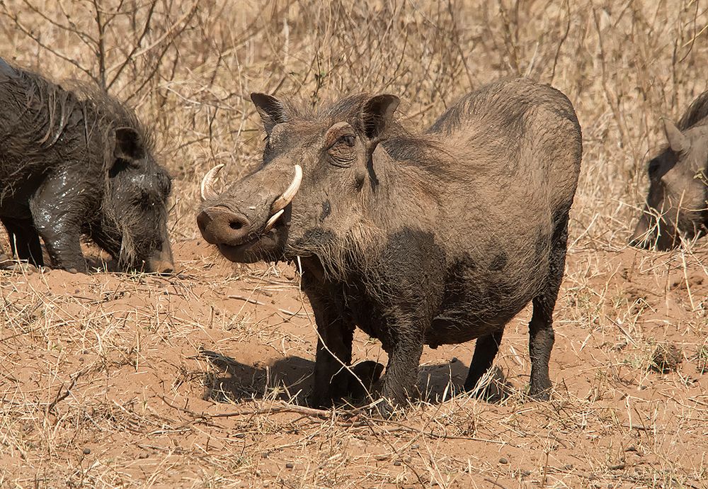 Pumba das Warzenschwein