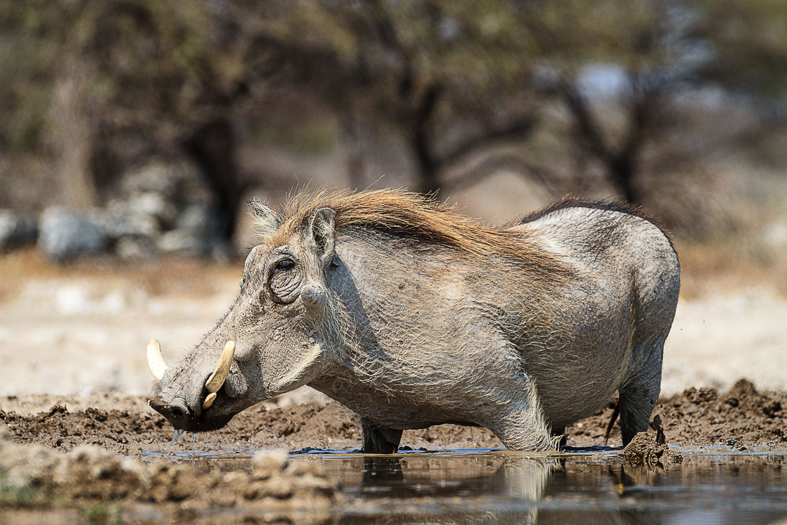 Pumba-in-Namibia