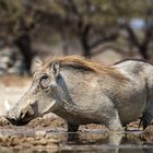 Pumba-in-Namibia