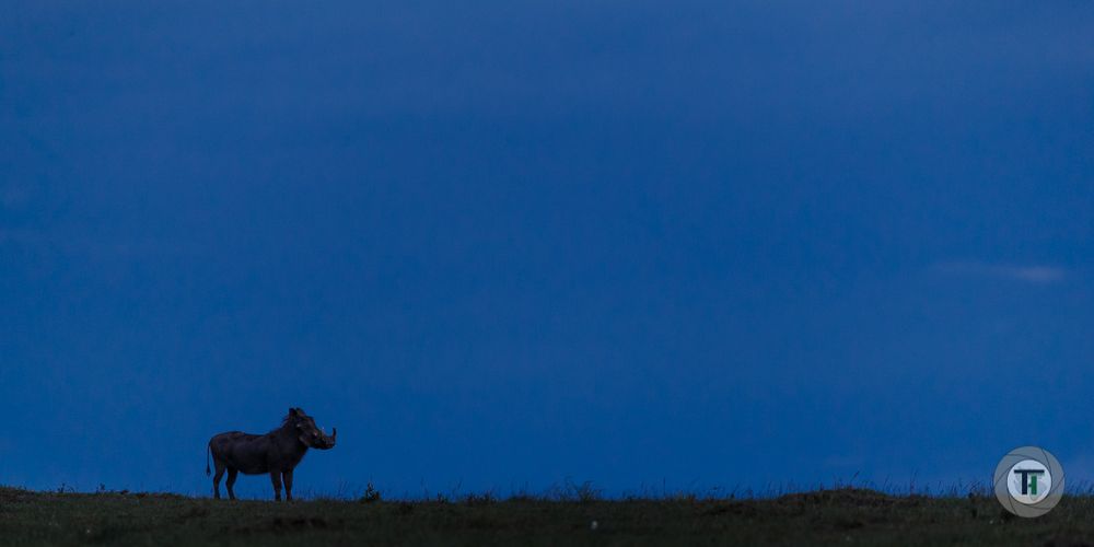 Pumba in the last light