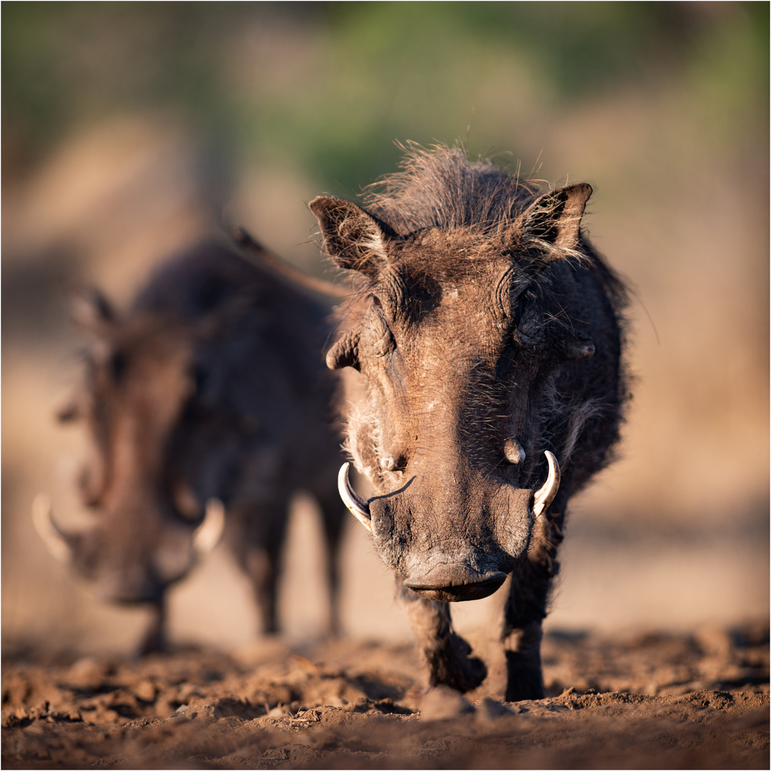 Pumba & Pumba Foto & Bild | fotos, world, natur Bilder auf fotocommunity