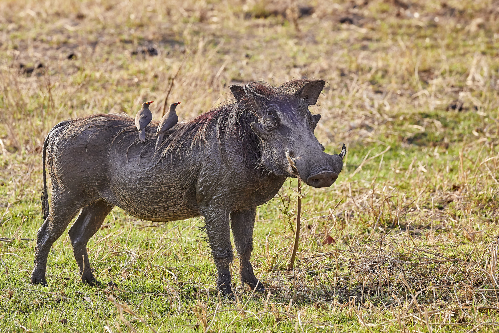 Pumba - Warzenschwein Foto &amp; Bild | tiere, wildlife, afrika Bilder auf ...