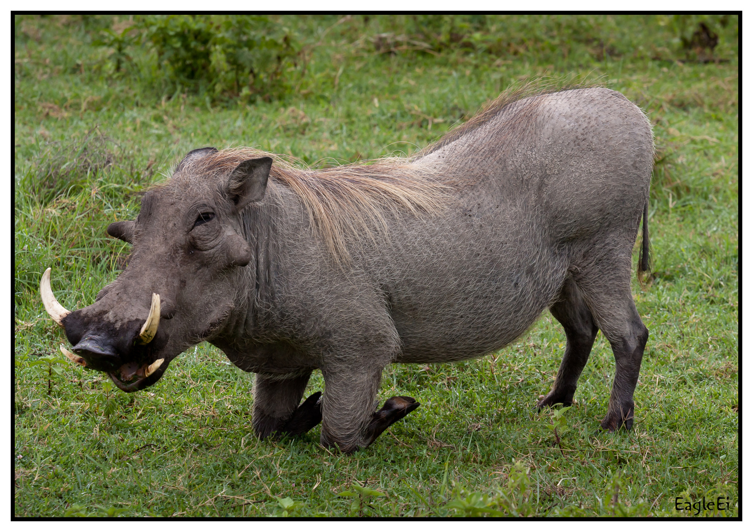 Pumbaa Foto & Bild | tiere, wildlife, säugetiere Bilder auf fotocommunity