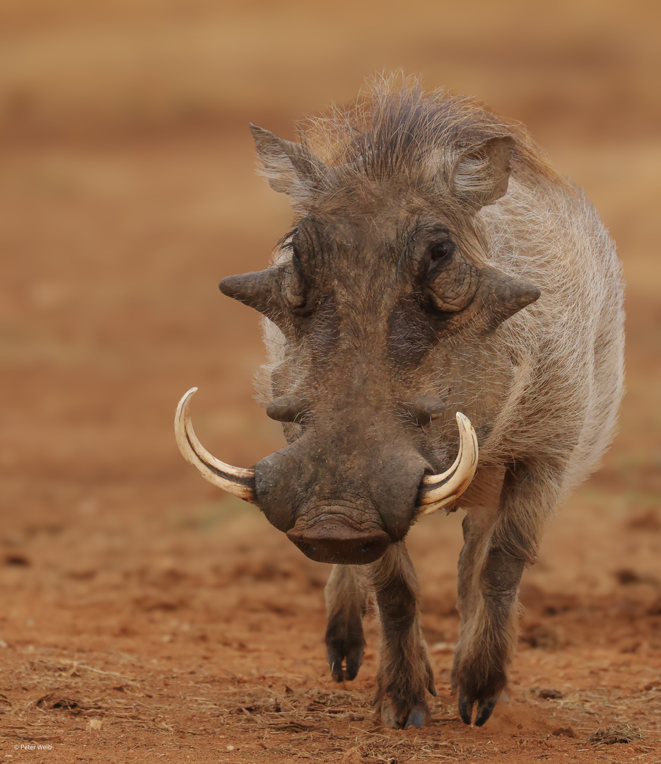 Pumbaa