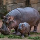 Pumeza, der kleine Medienstar