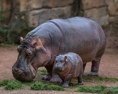 Pumeza, der kleine Medienstar