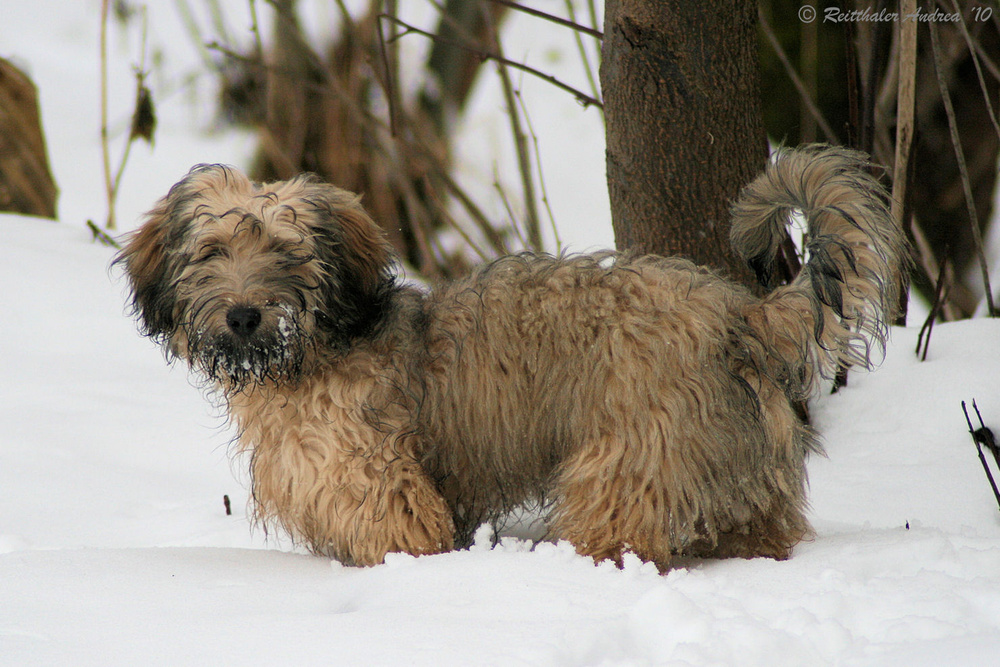 Pumi Mix Foto & Bild tiere, haustiere, hunde Bilder auf