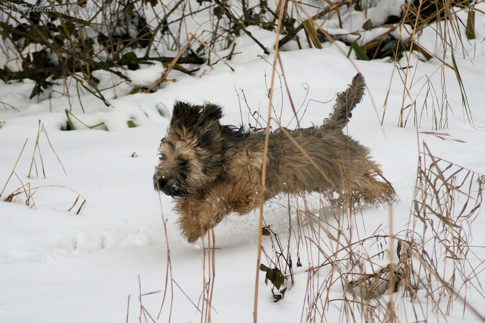 Pumi-Mix "Leo"