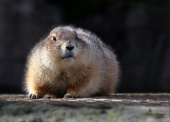 Pummelchen