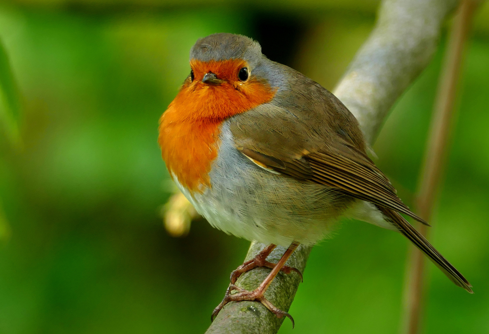 Pummelchen Foto & Bild natur, blick, tiere Bilder auf