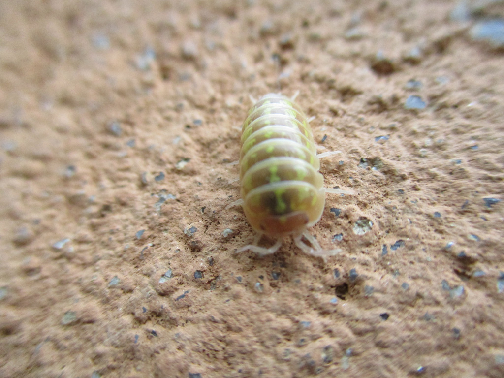 Pummelchen Foto & Bild insekten, natur, tiere Bilder auf