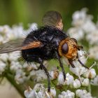 Pummelchen beim Naschen