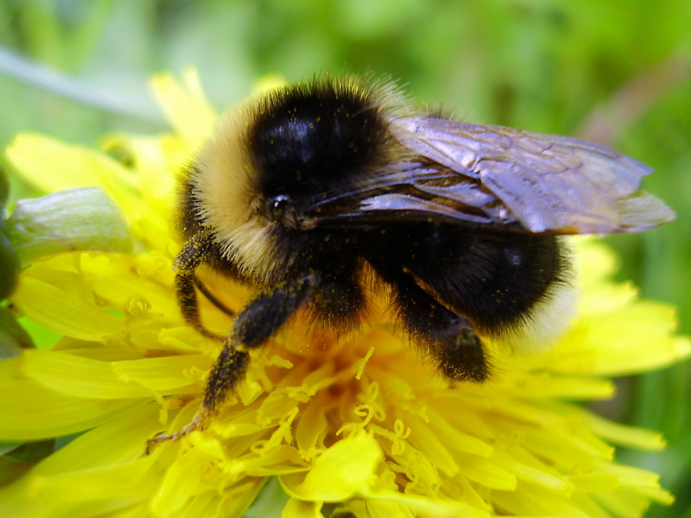 Pummelig wie eine Hummel