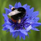 Pummelige Hummel