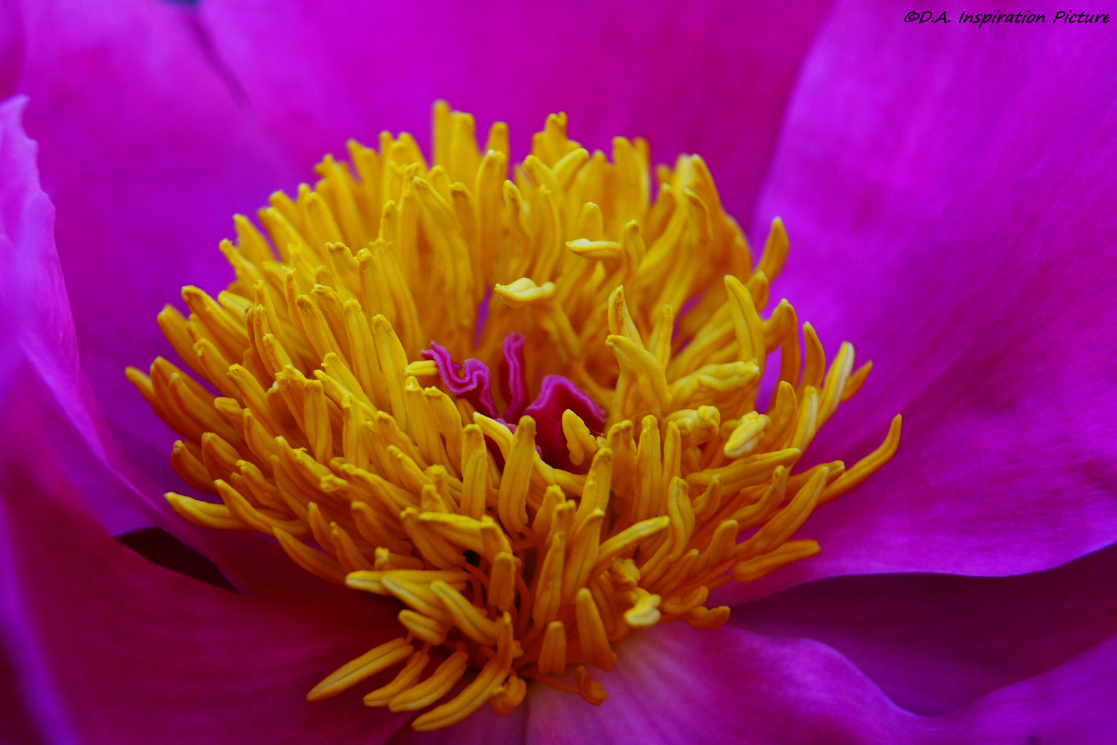 Pumpelrosen Blüte