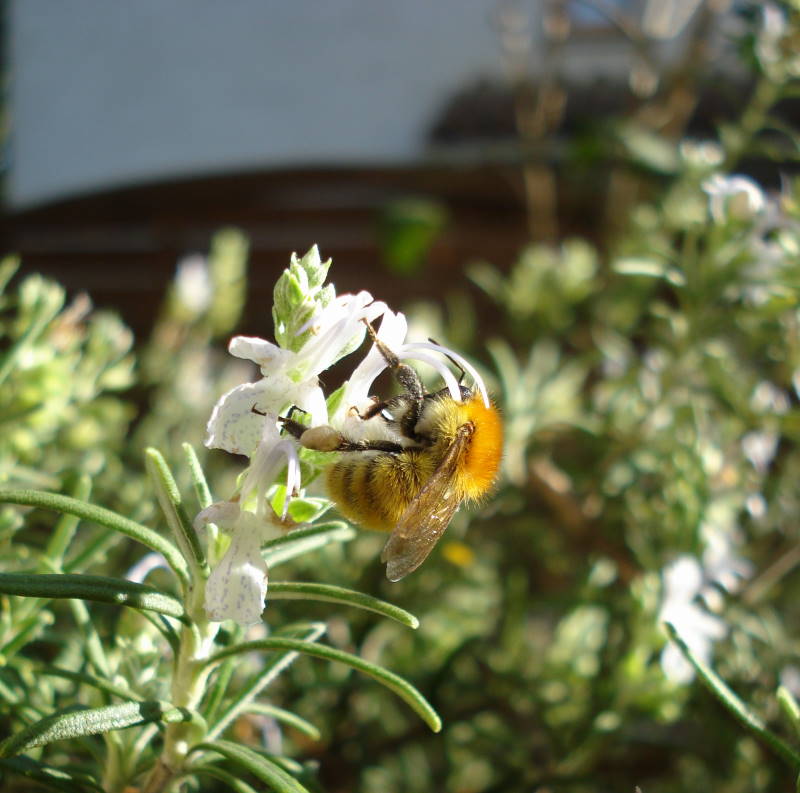 Pumphosenbiene auf einer Rosmarinblüte