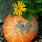 Pumpkin and Flower