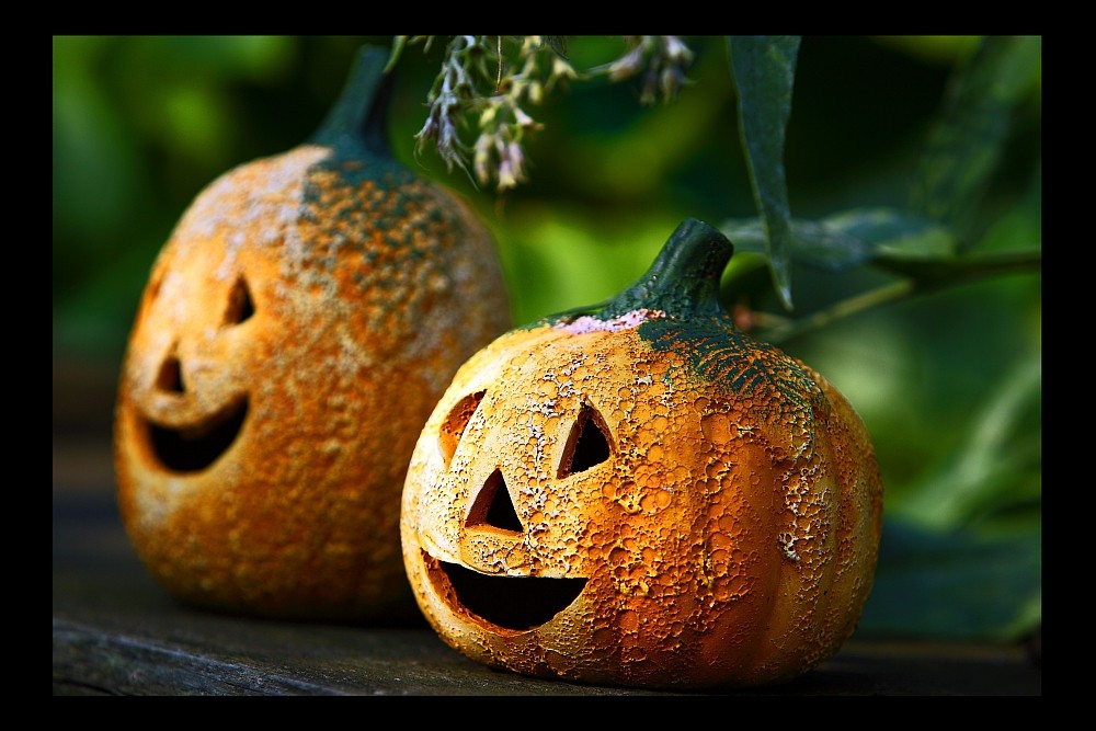 Pumpkin Bros.