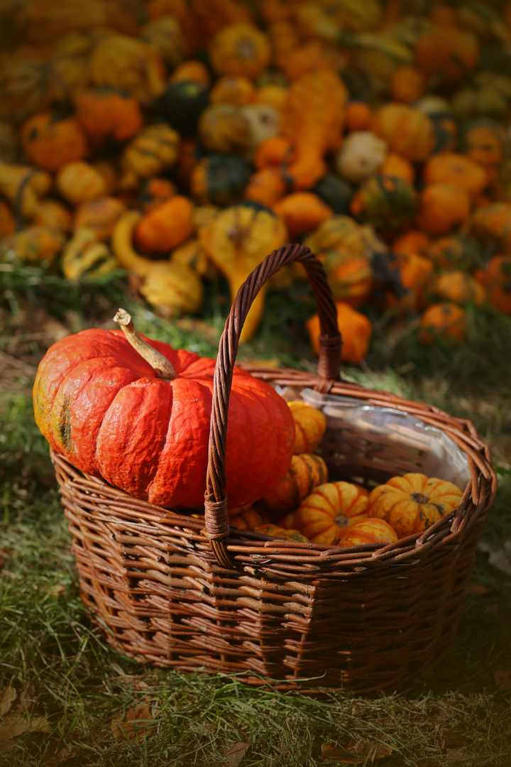 Pumpkin Day in Berlin