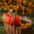 Pumpkin Day in Berlin