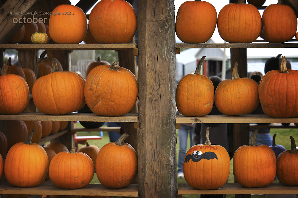 Pumpkin display