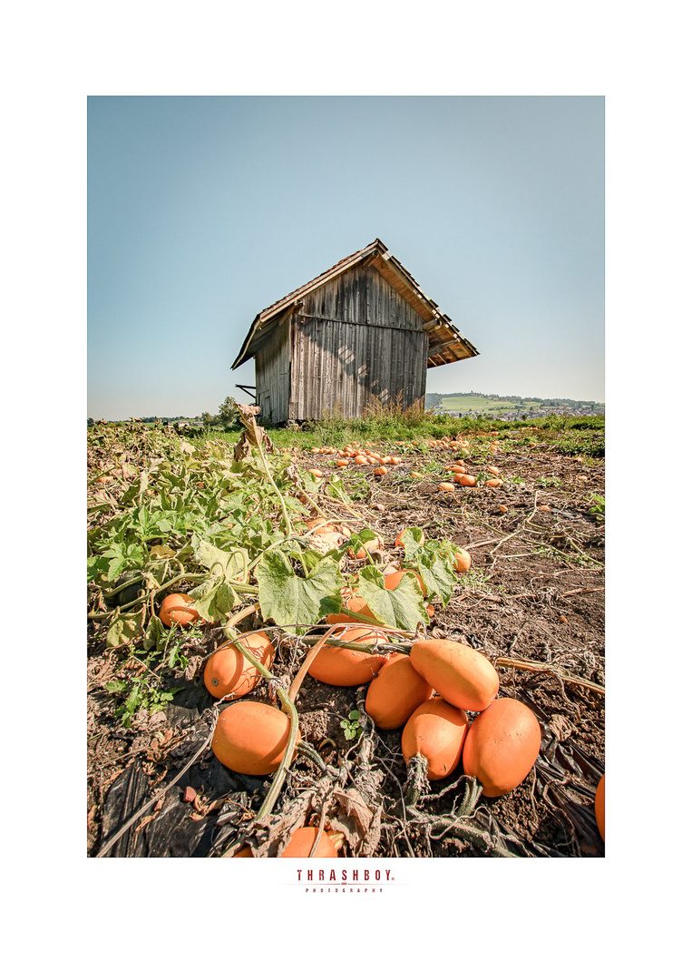 Pumpkin Farm