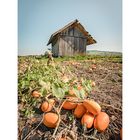 Pumpkin Farm