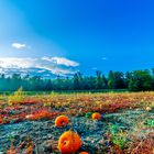 Pumpkin Festival